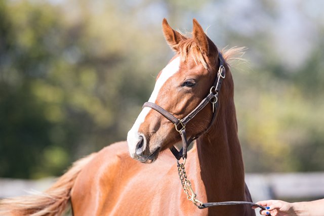 claibornefarm's tweet photo. Be sure to check out Hip 1241, a Lea colt o/o Barbarenda consigned by Woodford Thoroughbreds, selling at #KeeNov on 11/11. #LoveLea https://t.co/SQOTgyc43D