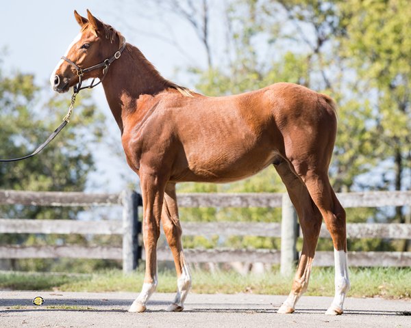 claibornefarm's tweet photo. Be sure to check out Hip 1241, a Lea colt o/o Barbarenda consigned by Woodford Thoroughbreds, selling at #KeeNov on 11/11. #LoveLea https://t.co/SQOTgyc43D