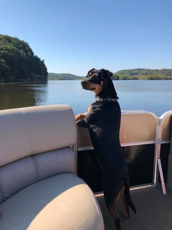 viaggiopontoon's tweet photo. Looks like he's having fun! #MistyHarborDogs #MistyLife #Saturday #Pontooning #Weekend https://t.co/V9T9b1f0Fy