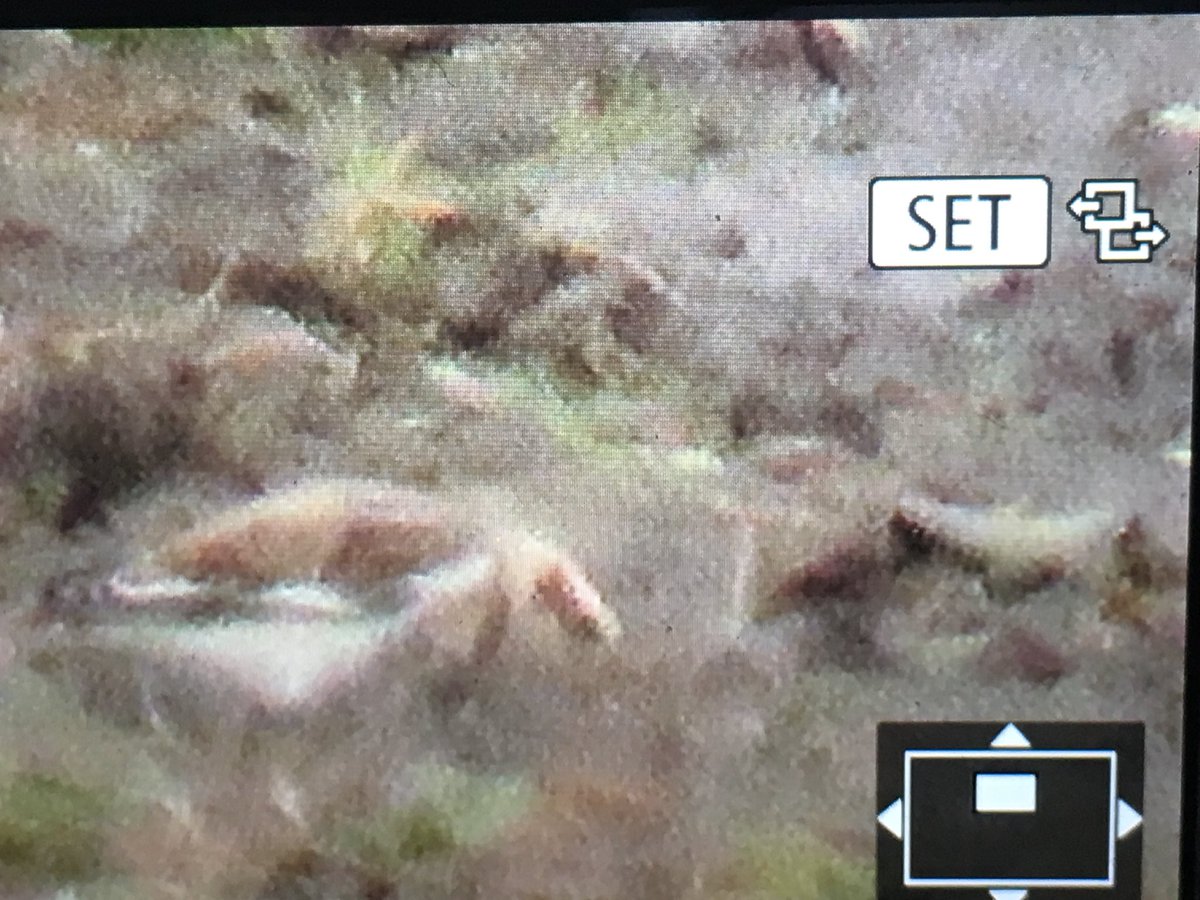 dwebbbirder1's tweet photo. Goldcliff snow bunting https://t.co/9v73GALbYw