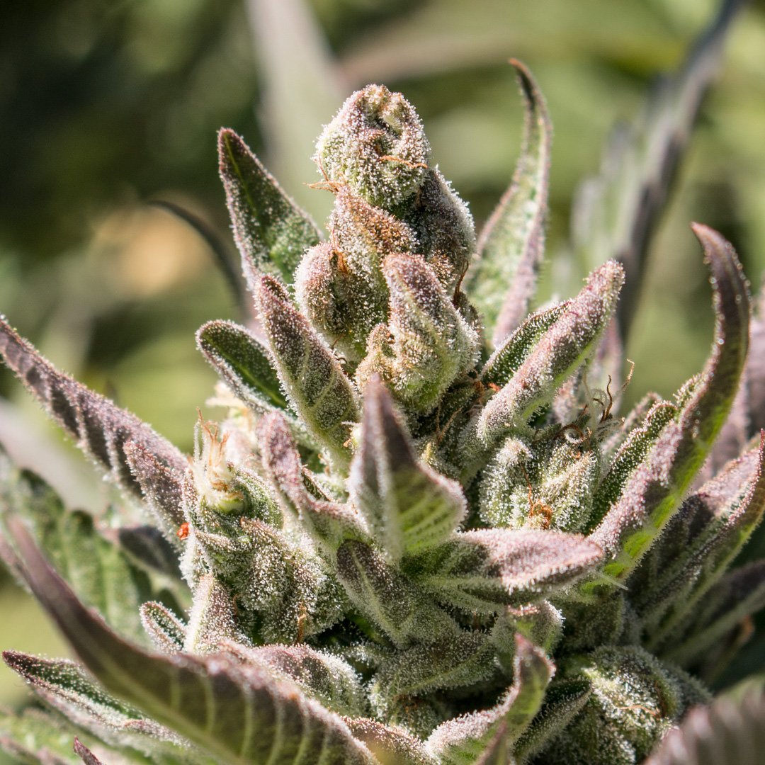 This frosty bud is from a fine Orange Tang strain growing 100% naturally - ptbx.co/qs #mmj #california #cannabis