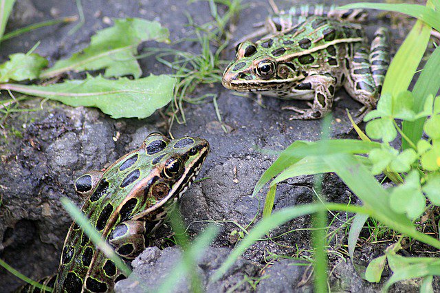 Rose69Willow's tweet photo. Photo By Maialisa | Pixabay 
 #frog #toad #frogs #modellingdays #modellingschool #modellingclay #modellingchocolate #modellinglife https://t.co/okGmIeyFew