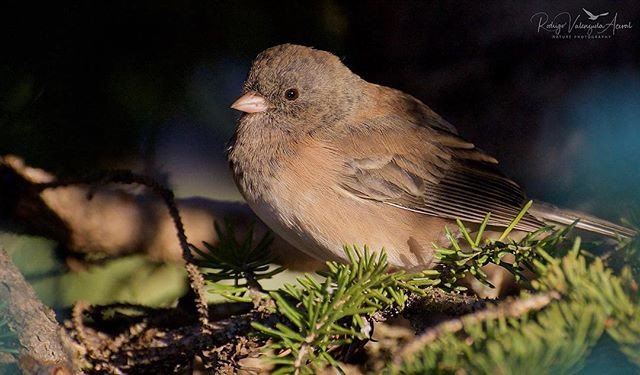 Reposting <a href="/rodvalenz/">Rodrigo Valenzuela</a>:
  #feathers #ornithology #birdwatchers #birds🐦 #birds #birdslovers #birdstagram #birdsofinstagram #nature #nature🍃