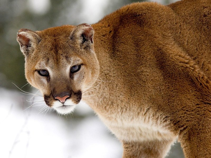Cougar Spotted In Dalmeny dlvr.it/Py3RqG https://t.co/6yO16k1liW