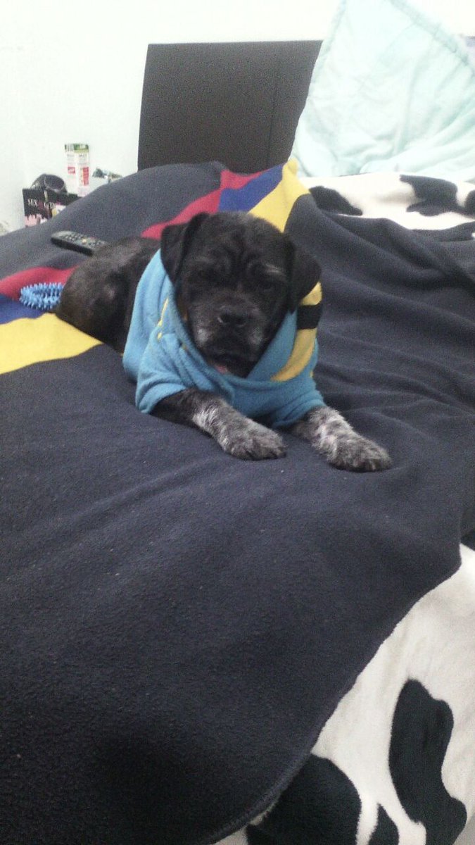 04Han_ny's tweet photo. @xiounedosmundos @1VengaLeCuento #VengaLeCuento el es tobby quiero saber que tiene por decirnos  y como se siente con las personas que lo rodean https://t.co/38Gy8VyW11