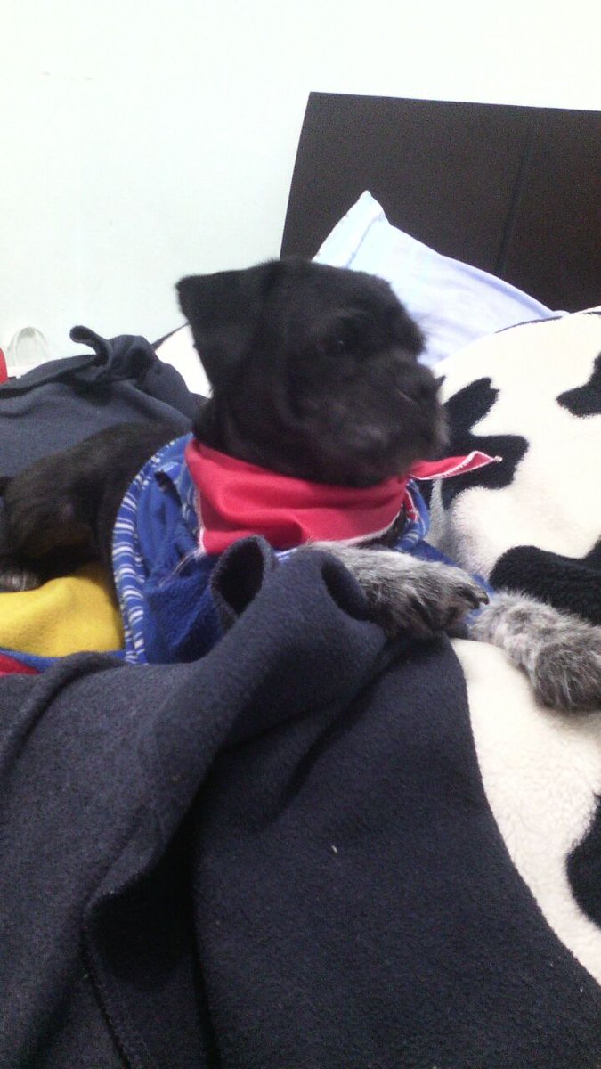 04Han_ny's tweet photo. @1VengaLeCuento @xiounedosmundos Hola xiomi el es tobby quisiera saber como se siente en su hogar y si tiene algo por decirnos @1VengaLeCuento #VengaLeCuento https://t.co/QwuFpAjekQ