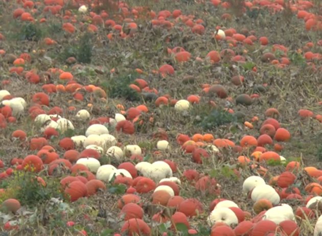 Kent_Online's tweet photo. Send us your carved pumpkin pictures via #kentpumpkins https://t.co/1EpIilFCVy