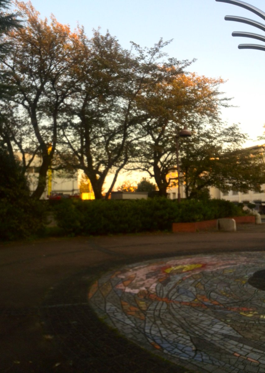 公園も紅葉してきました