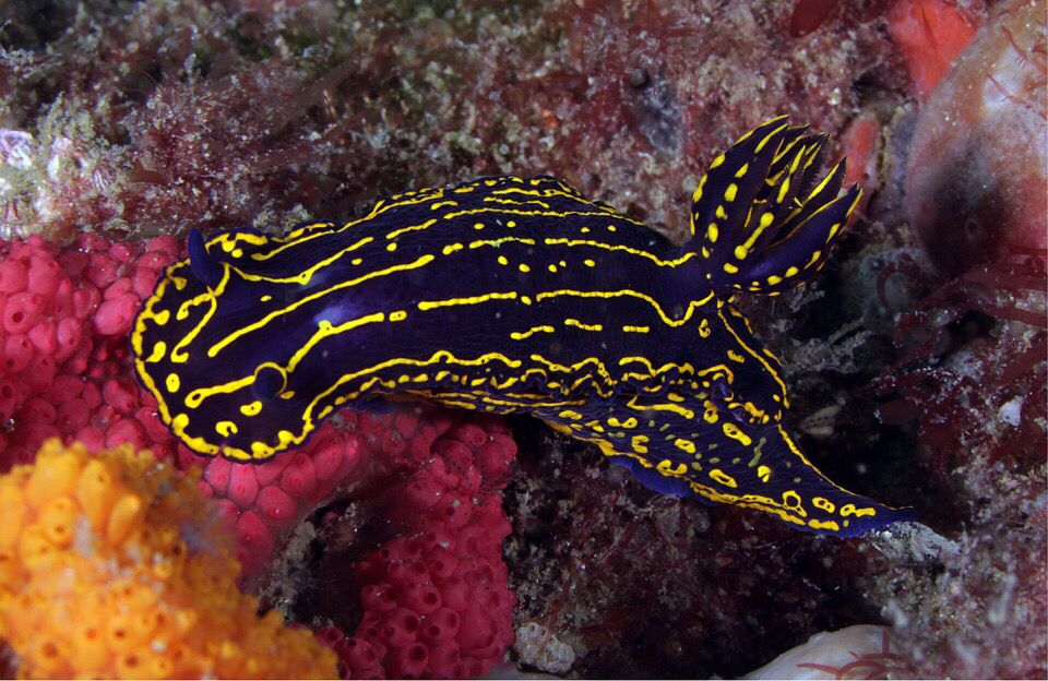 SylviaEarle tweet picture