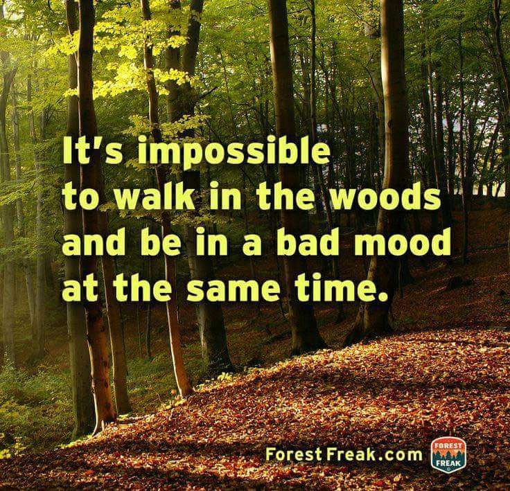 AdvCarrick's tweet photo. #fascinatingforest @ScotBiosphere https://t.co/oZR4BtvEo1
