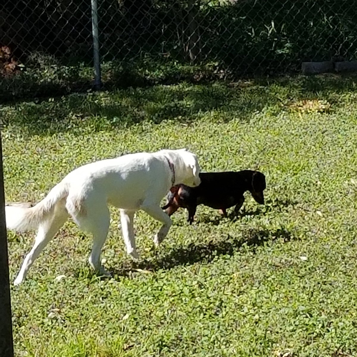 CriderCrew's tweet photo. I am so proud of pixie stix she has been so amazing since Thor has come home. #dogs #dogsoftwitter #aussie #doglovers #DogLover https://t.co/H2pjL8Oqyq
