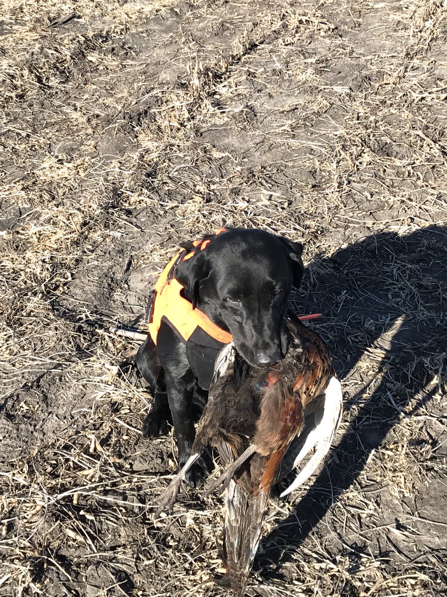 ac_monsters's tweet photo. Great day in South Dakota with my best bud Easy. Fantastic hunt https://t.co/iMcFOhBpk2