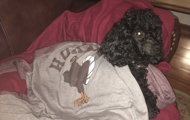 Bluegrass504's tweet photo. It's time to EAT!! #BiteDuke
#HokieHounds #DogsofVT
#Hokies 🦃🏈 https://t.co/bT2h29JPOd