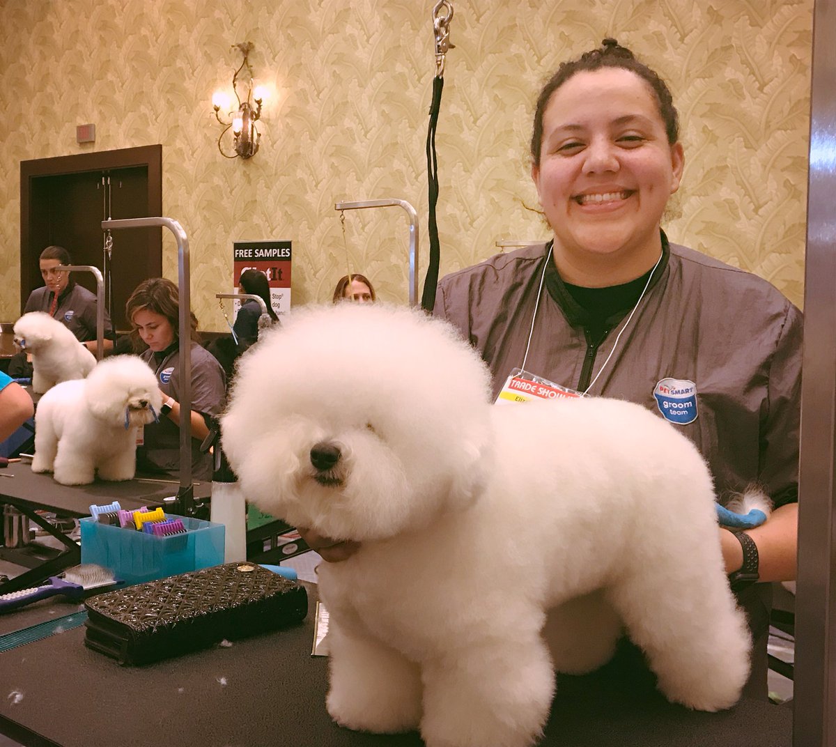 It’s Bichon time! Go team! #teampetsmart #funinthesun