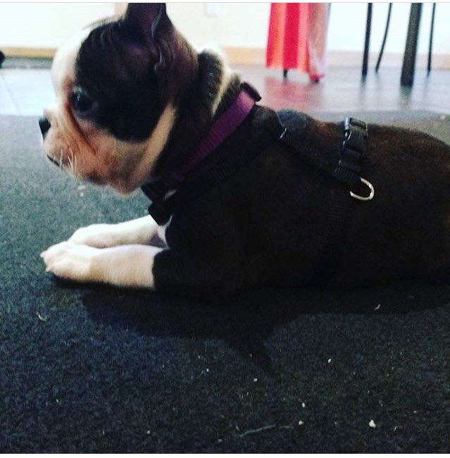FrazzledRainbow's tweet photo. @RateYourDog This is my friends new dog Lucy https://t.co/AYX4276zIh