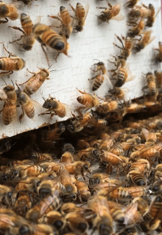 We are checking in with our <a href="/Oak_Steak_Nash/">Oak Steakhouse Nash</a> hives! The queen has been laying a ton of eggs to help boost the population of worker bees!