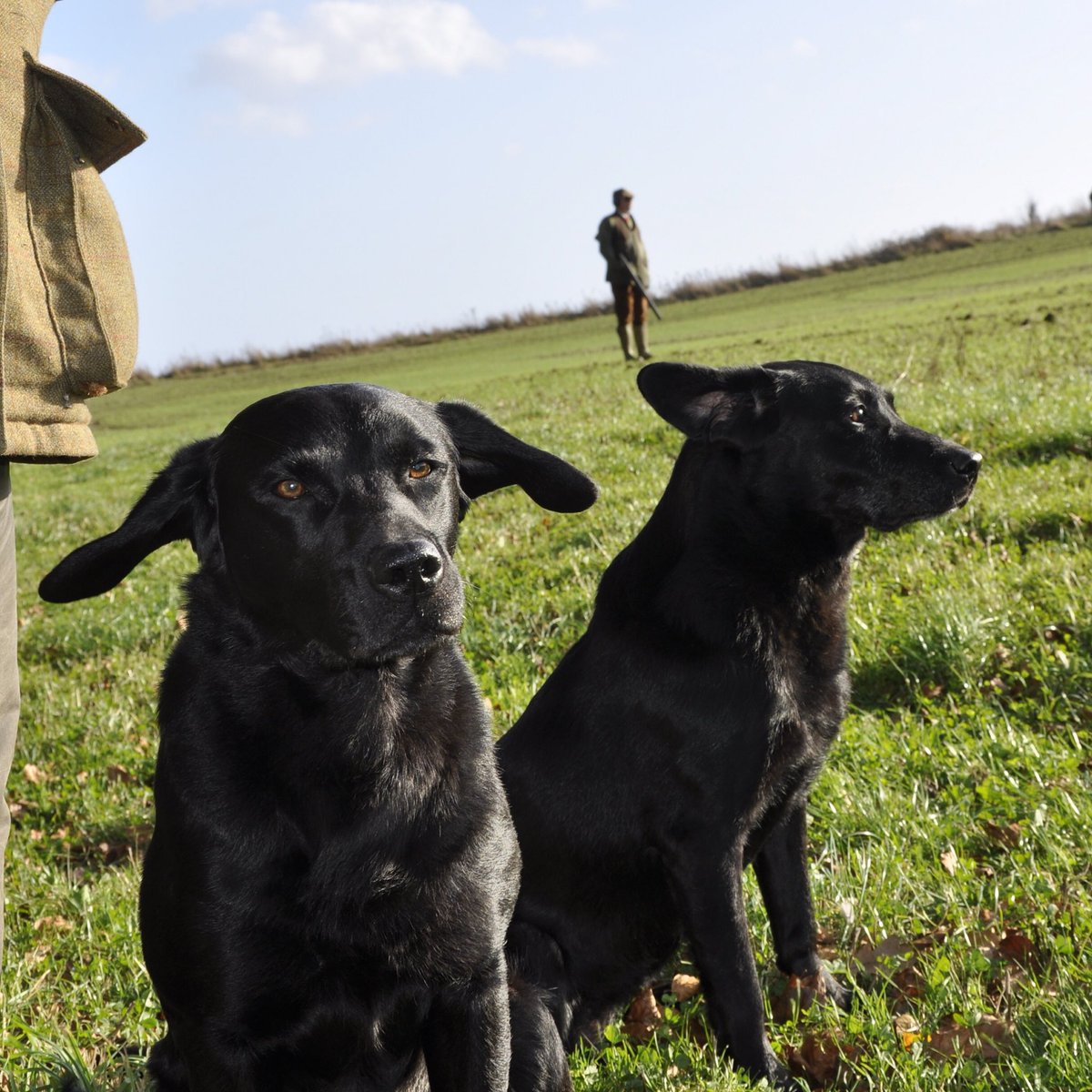agronatur's tweet photo. #BASCgundogs #mansbestfriend https://t.co/wnx3fJ1Osl