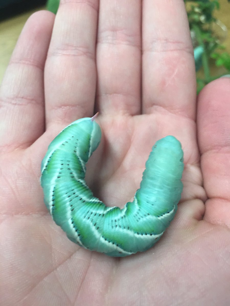 bcsdscienceclub's tweet photo. More pics from the @CornellCALS #Insectapalooza #BPartriotProud https://t.co/KPPhkGPXFY