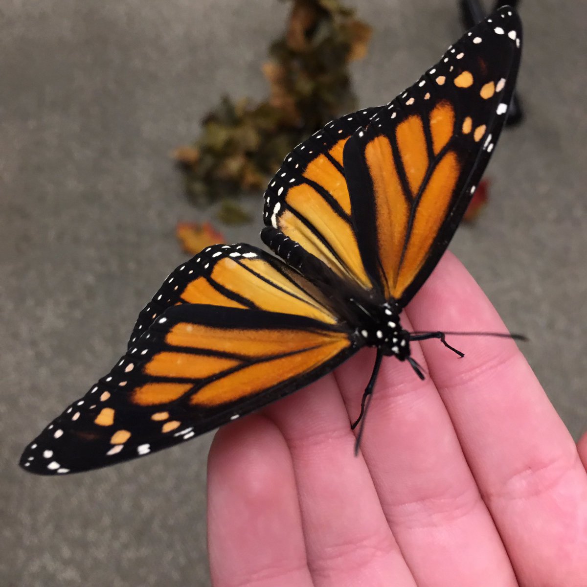 bcsdscienceclub's tweet photo. More pics from the @CornellCALS #Insectapalooza #BPartriotProud https://t.co/KPPhkGPXFY