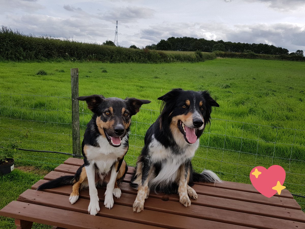 Jackiegagility's tweet photo. I often get comments that my dogs have lovely shiny coats, so you must feed raw.
No I feed #vetspec #omnipro 
Energy, vitality, flexibility https://t.co/qICaxKPI4Y