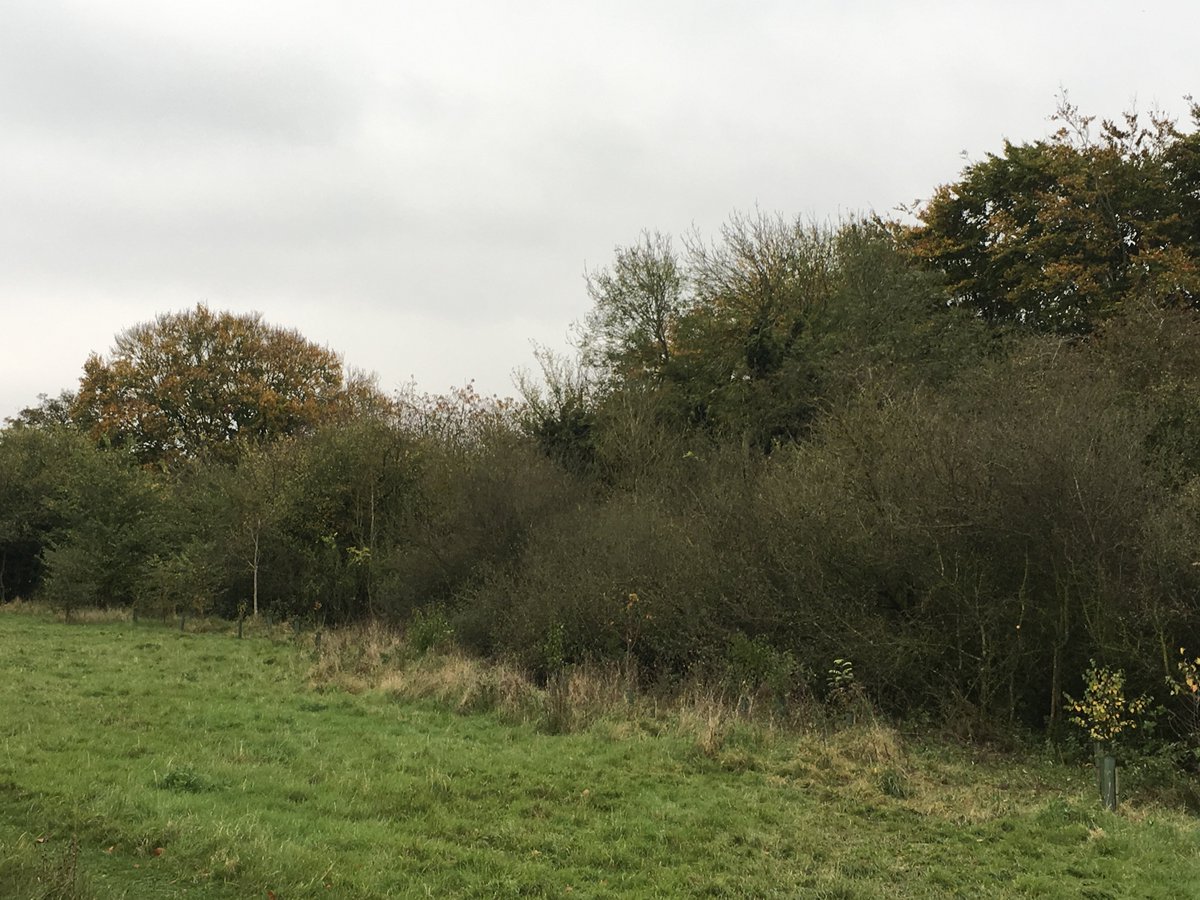 cuxhaminbloom's tweet photo. Scalloped scrub line to species rich chalk grassland cut by BATeam @TCVBerkshire More diverse shelter shade age stucture = more #wildlife https://t.co/HIraFfCUIb