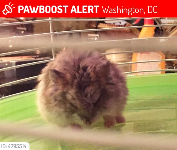 LostPetsDC tweet picture