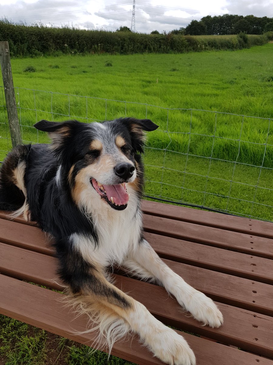 Jackiegagility's tweet photo. This is Del, he's 12 years old and very healthy and active.
#vetspec mobility keeps him going. https://t.co/L61qpnIM6z