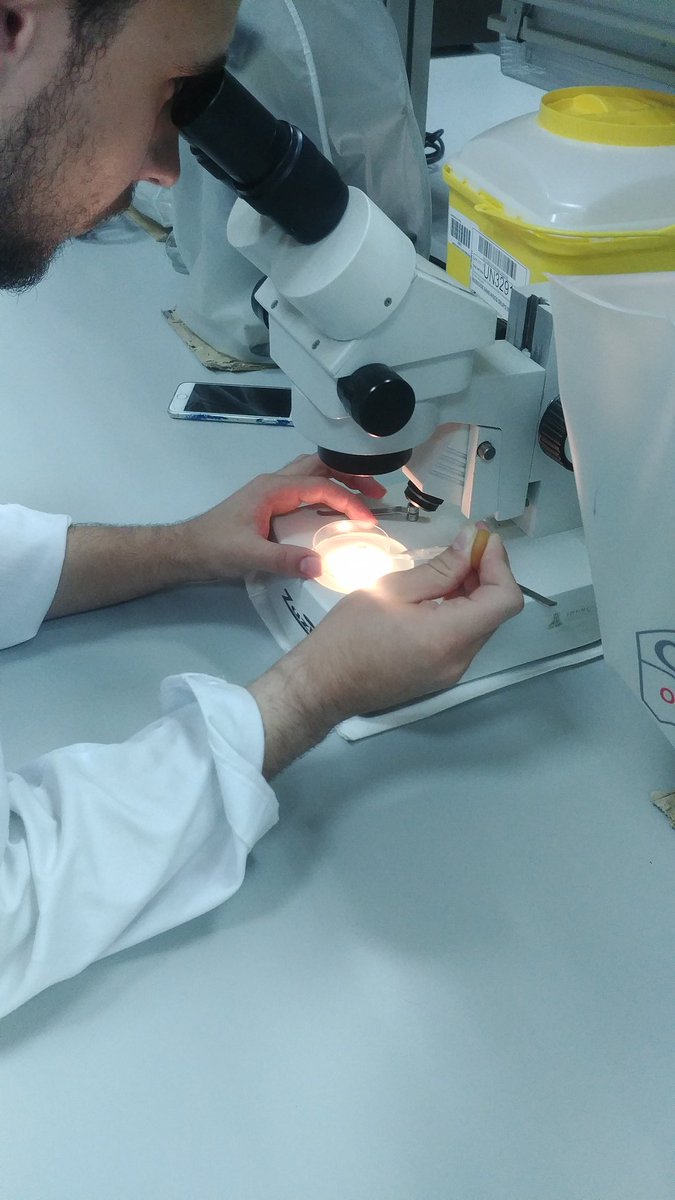 CellBiology_UA's tweet photo. Finalizamos otra edición de #stemcellsUA con una entretenida sesión práctica de cultivo celular y embriología
Gracias a tod@s #cellbiologyUA https://t.co/XLyDlKN2sa