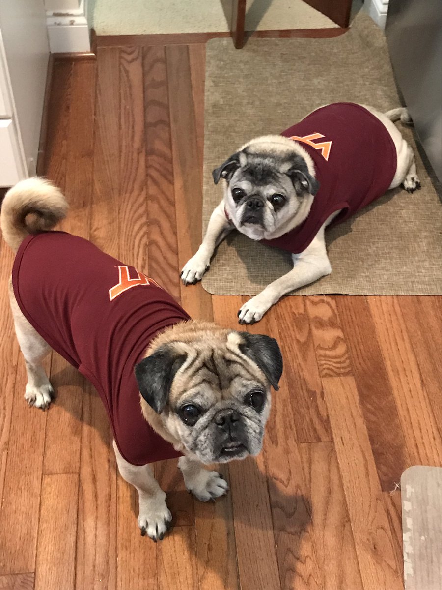 nunuthegreat3's tweet photo. Go Hokies!! We are ready!! Winston & Higgins🐶🐶 #HokieHounds #DogsofVT @HokiesFB @virginia_tech @VT_Football #BiteDuke https://t.co/HFyshGrKsG