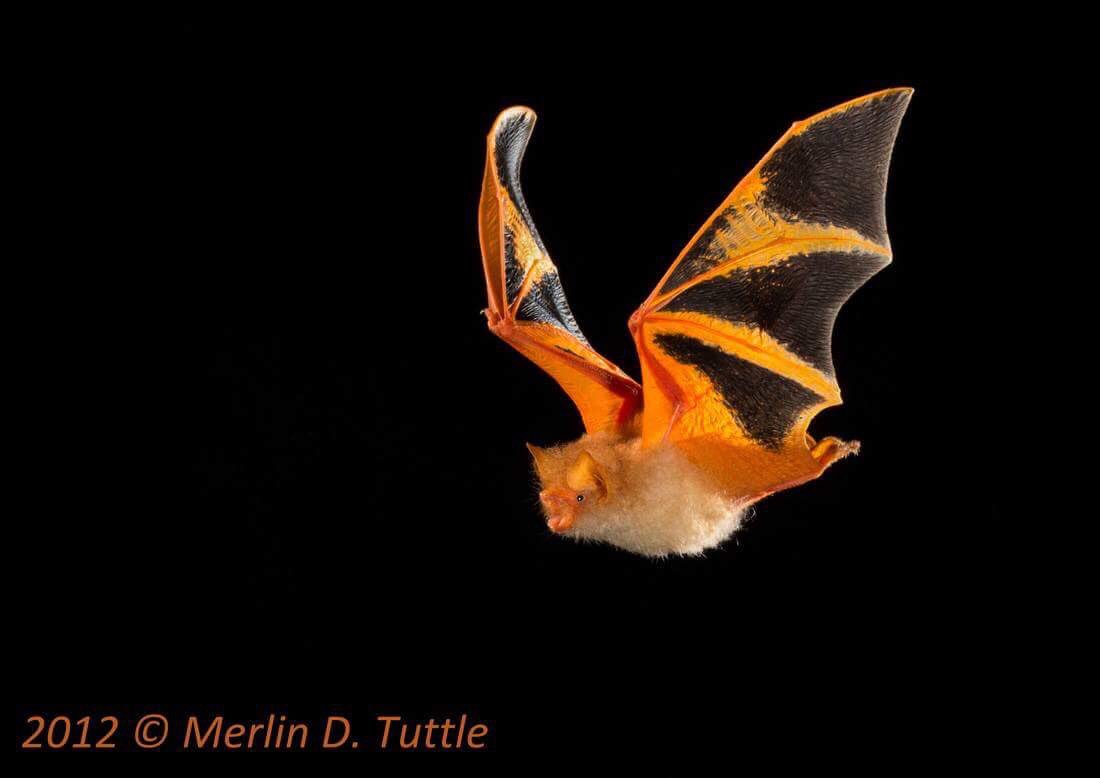 Happy #Baturday! (*Painted Bat) October is #BatAppreciationMonth! #SaveTheBats #BATS 🦇