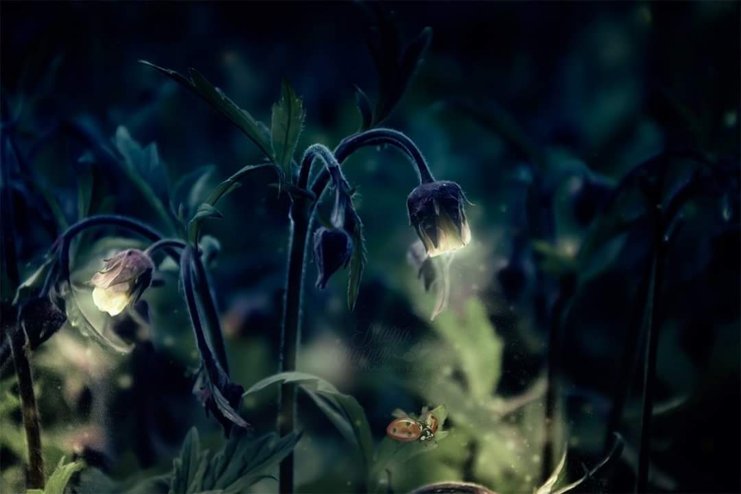DKramerPhotoart's tweet photo. #HappyWeekend #fantasyart #Dream  @MarionSpekker @richirsv @JenaC2  @TommyAbdurahman @12tmimi  @adriatic_sea_  https://t.co/PaSQ5OUzkR https://t.co/3Spucui3D2