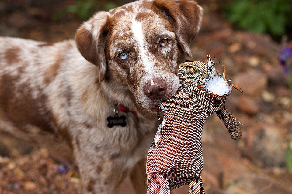 petladyworld's tweet photo. Share a soft, plush toy with your pet today – It’s Plush Animal Lovers Day! #DogToys #StuffedAnimals https://t.co/FALdUVfQ22