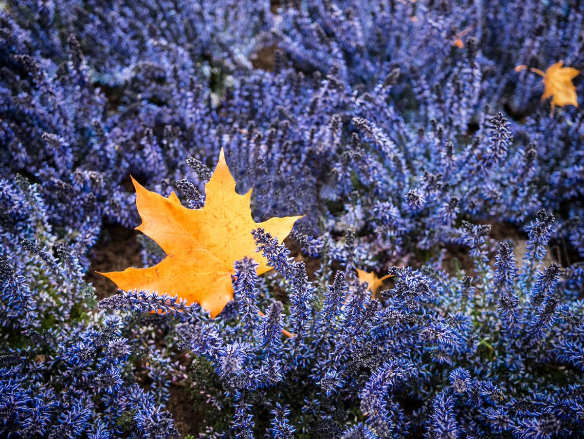 MagaliC_Photo's tweet photo. Couleurs ! 
https://t.co/w2vGr2p7P0 https://t.co/IyQKcdIVDf