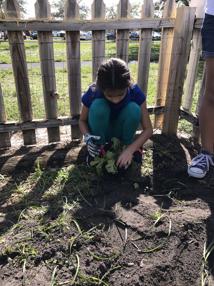 AllamandaES's tweet photo. #GardeningClub #tills #soil, #plants #collardgreens, #marigolds, #radishes! #Keepinitgreen! #nutritiontaughthere! #MakeItCountPBC 🌼🌱🥗🚀🐝 https://t.co/xbScRgAQmx