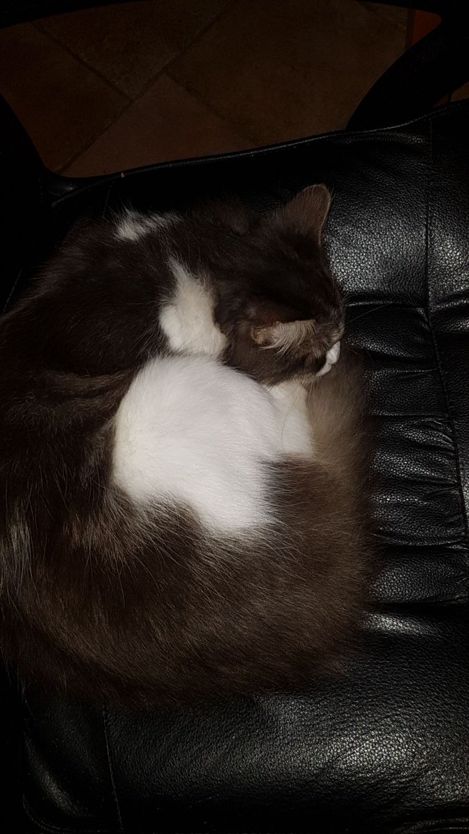 Yen_li's tweet photo. Ligt er hier eentje te snurken #aanloopkat 😁 https://t.co/IzJaU6SnGq