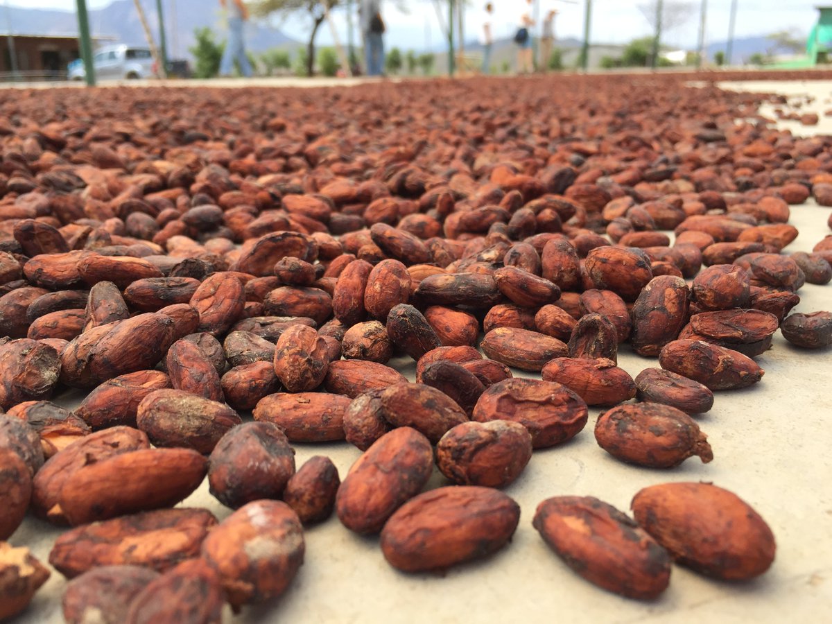 CHOICEorg's tweet photo. From bean to bar, these chocolates are making a difference! #NationalChocolateDay #DurciChocolate https://t.co/BlkC10284M https://t.co/bEoM1Mdhw4