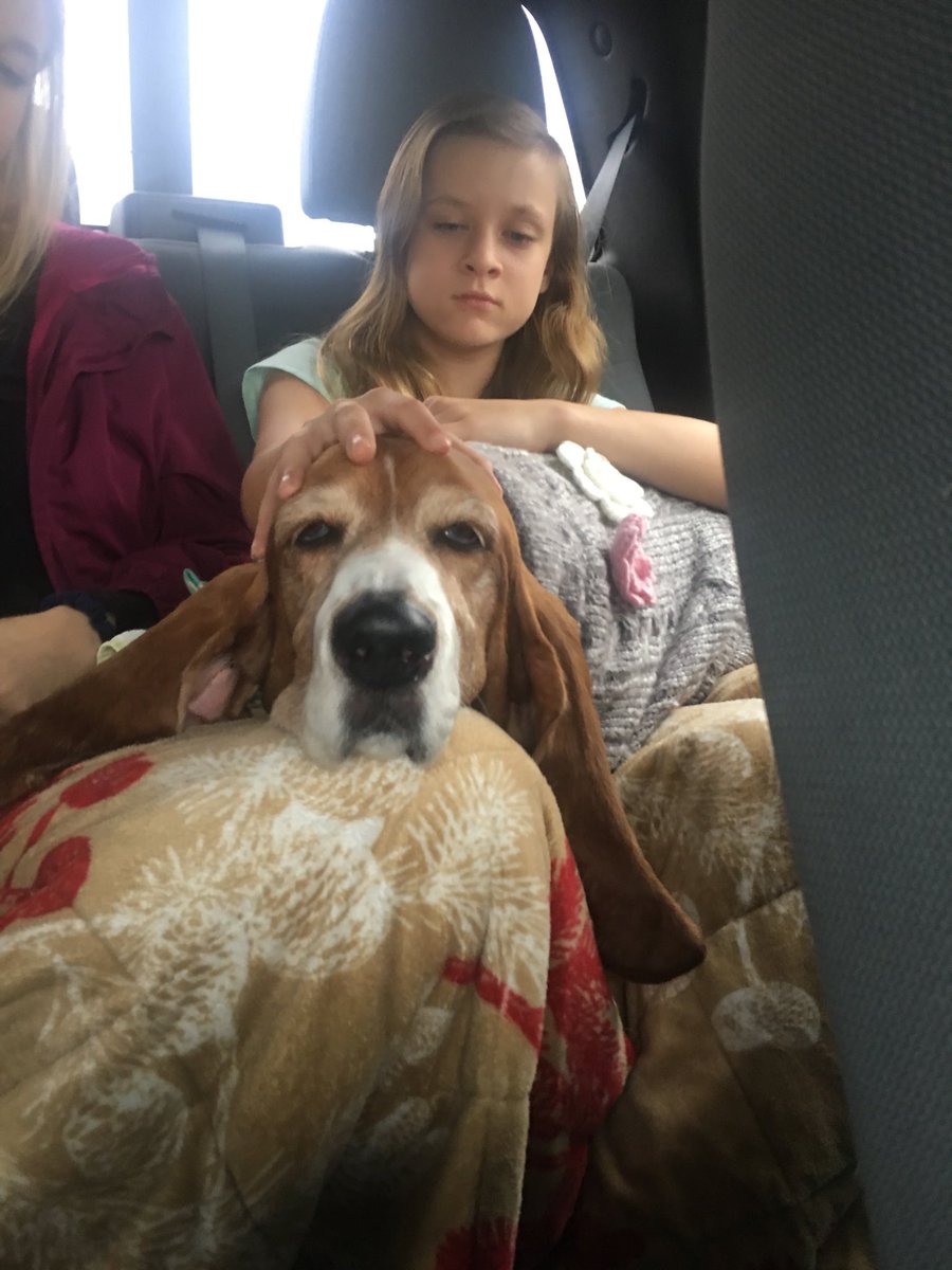 dupeehound's tweet photo. All tuckered out from the basset hound party!!! https://t.co/ZwhFCPUPFg