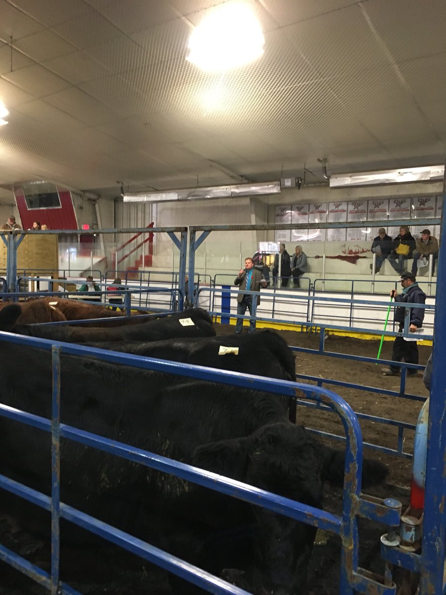 Edam_Fall_Fair's tweet photo. Bred heifer show under way. Judge Shannon Eaton doing a fine job today. #EdamFallFair https://t.co/Ihj85KW3J8