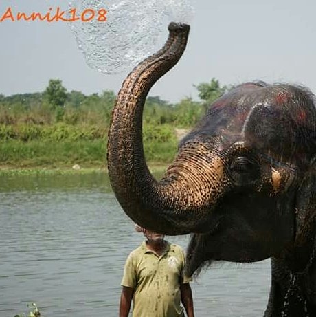 StUp4Elephants's tweet photo. I am a bit of an artist too … 🐘

#Elephants #Nepal #SaveElephants #LoveElephants #BreakingTheChains https://t.co/WEjplMq3t4