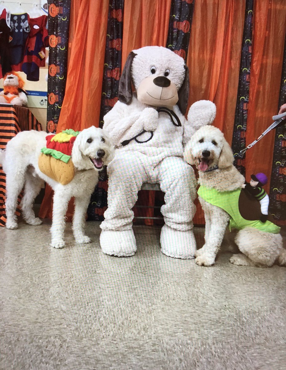 Leo and Buddy meet Chance!! <a href="/Ssmiley231/">Shannon Garibaldi</a>