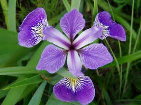 IStayHealthy's tweet photo. A beautiful flower before winter. enjoy it!
#flowers #purple #nature #beauty #Canada https://t.co/1bKDtxiaLn