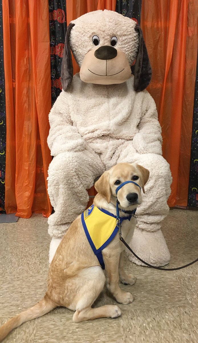 CCI puppy in training Nueva loves trick or treating at PetSmart!! <a href="/Ssmiley231/">Shannon Garibaldi</a>