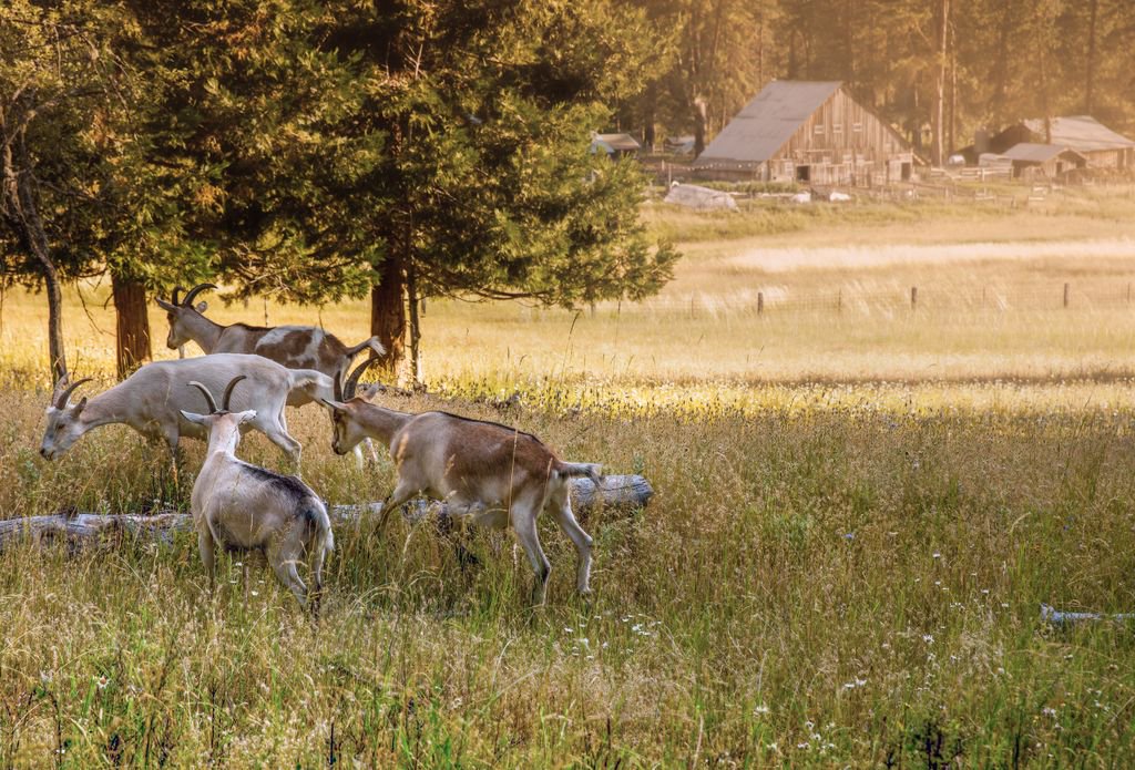 Off for some #mischief...

#willowwittranch #goats #goatplay #sustainablefarm #offgrid #southernoregon #farmstay #ashlandoregon #farmanimals