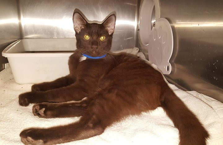 cobbkitties's tweet photo. This is Hugo

ID 600728
Date Acquired: 10/27/2017
How Acquired: Stray
Adoptable on: 11/03/2017
CAT2 600
Age: 8 Mon… https://t.co/HSz6VsPtUu https://t.co/vP5qSGsEkK