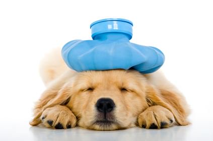 Caboose11399's tweet photo. Send Caboose DayQuil. I am sick and it is Saturday! https://t.co/sSfAKqieJE