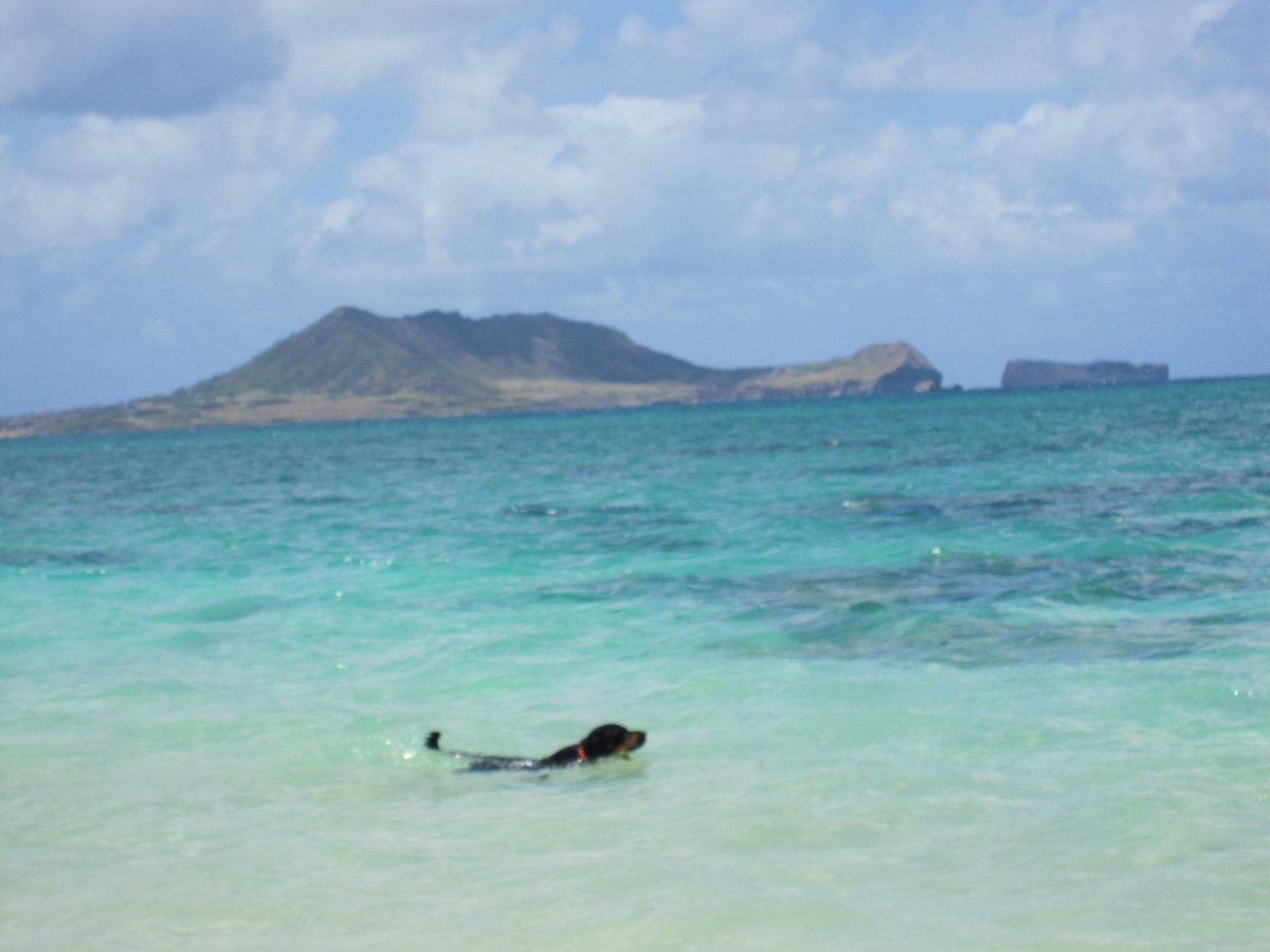JuliaGrantham2's tweet image. I loved watching this dog play in the waves, fetching his ball over and over. #cutedogs Oahu, #Hawaii
#photo by Julia Grantham