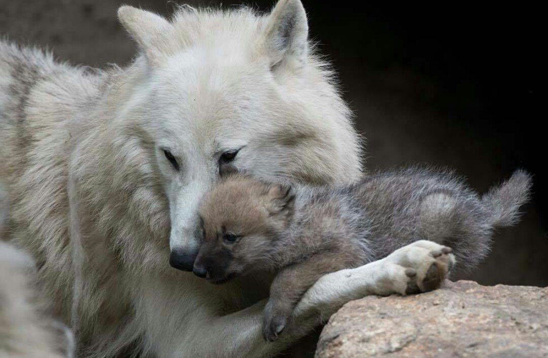 Жизнь волчат. Волчица с волчатами в лесу. Жизнь волчат. Жизнь волчат. Стая серых волков.