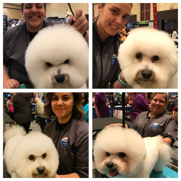 Beautiful Bichon faces! Great job!👍🏻 #teampetsmart #funinthesun ☀️