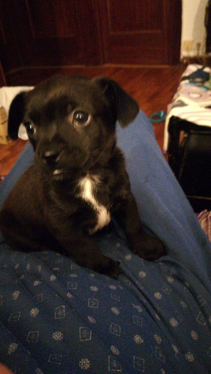 Ivanalbendin's tweet photo. Nuestro bebé Hades😍😍😍 @Aaronmonroy3 https://t.co/IqI94WAHRu