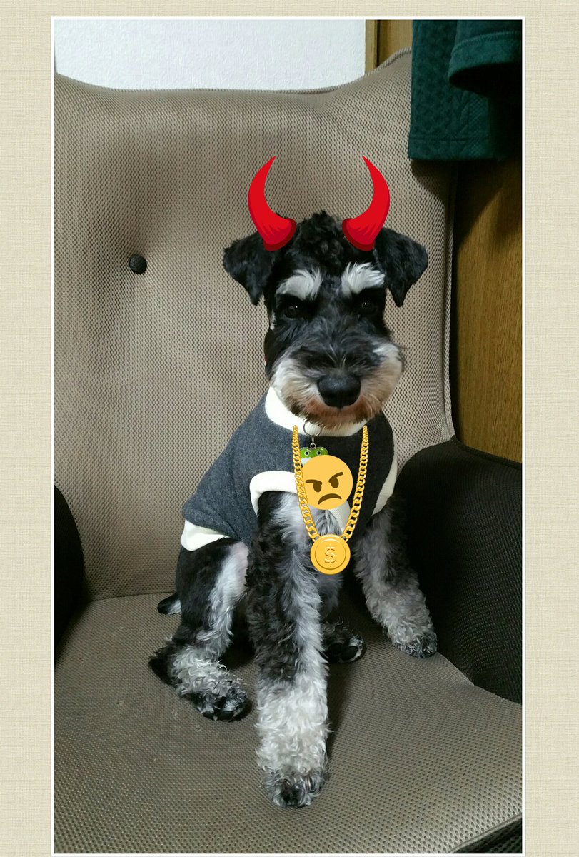 ゆい Goo V Twitter 生後8ヶ月 お顔がはっきりしてますます可愛くなったグクちゃん 親バカ溺愛 自分の意志ははっきり通す お洋服を着るのは嫌いだよ おかーさん D と言ってます お洋服嫌いのミニシュナなんてつまんない 愛犬 ミニチュア